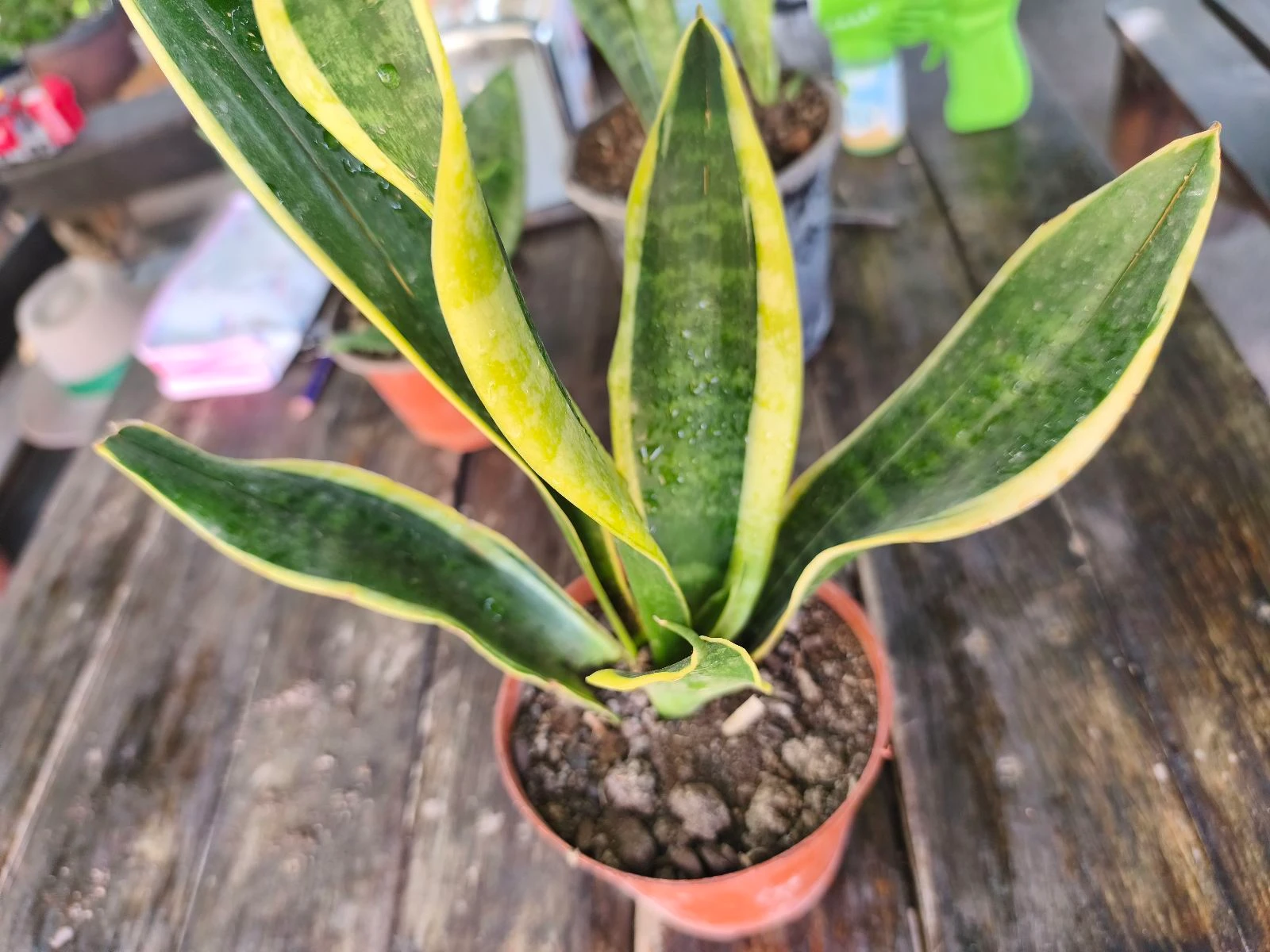 Sansirveria 